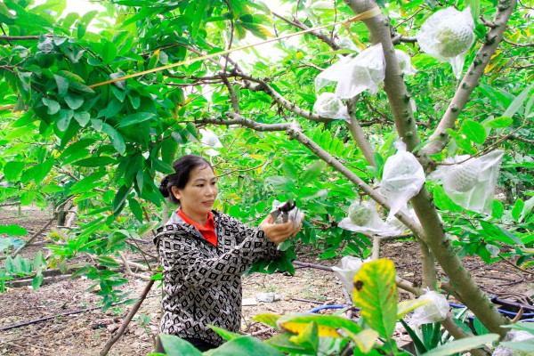 Bắc Giang: Trồng na trái vụ, nông dân huyện Lục Nam thu hàng trăm triệu mỗi năm