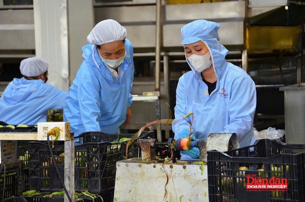 Gia Lai tìm thêm giải pháp “thúc” kinh tế tư nhân phát triển