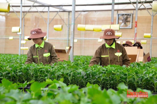 Gia Lai tìm thêm giải pháp “thúc” kinh tế tư nhân phát triển