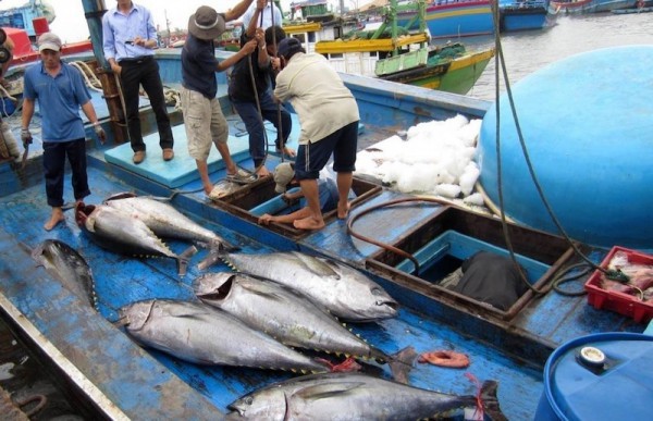 “Gỡ khó” nguyên liệu cho doanh nghiệp hải sản