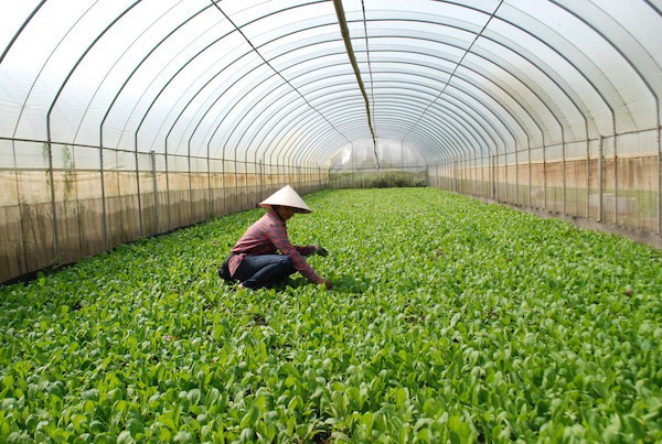 Hà Nội tìm giải pháp tăng tỷ lệ sản phẩm nông nghiệp ứng dụng công nghệ cao