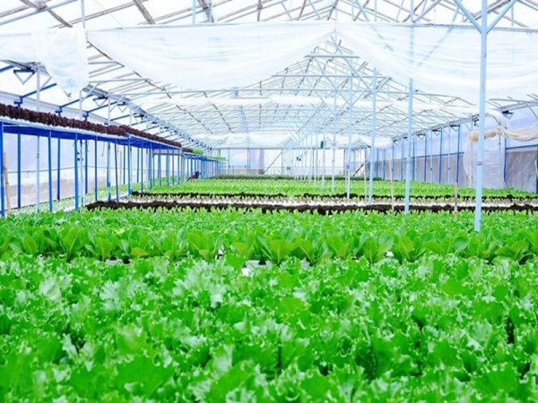 Hải Phòng "bơm" vốn lớn, mở đường cho nông nghiệp công nghệ cao cất cánh