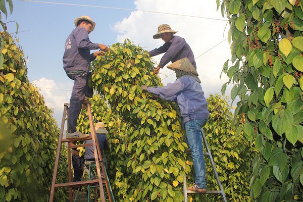 Hồ tiêu bị phân “luồng vàng”: Thông lệ quốc tế hay rào cản “nội địa”? Hồ tiêu bị phân “luồng vàng”: Thông lệ quốc tế hay rào cản “nội địa”?