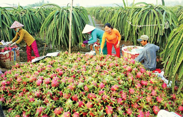 Long An đưa nông nghiệp “cất cánh”