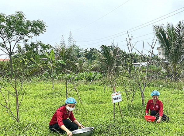 Nam Định thúc đẩy phát triển công nghiệp dược liệu