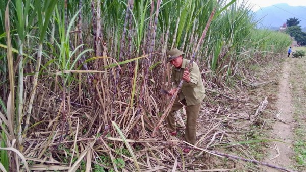 “Nội chiến” vùng mía nguyên liệu ở Nghệ An?