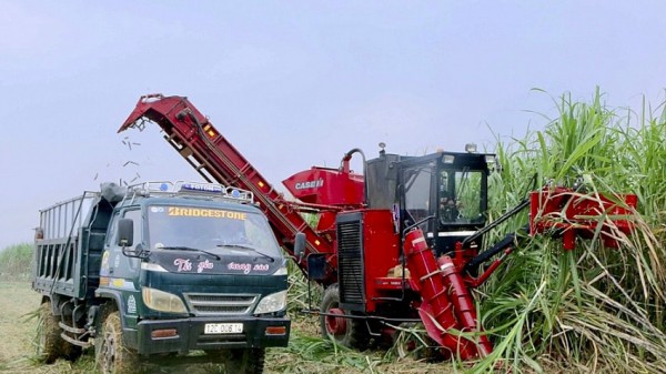 “Nội chiến” vùng mía nguyên liệu ở Nghệ An?