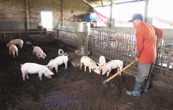 Thịt nhân tạo và tương lai của ngành chăn nuôi VIệt Nam: Kỳ 3 - Giải bài toán chăn nuôi bền vững