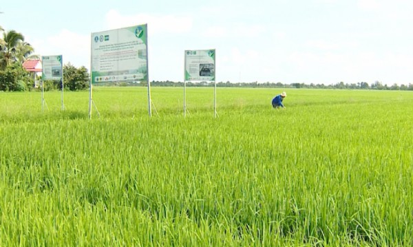 Đề án 1 triệu ha lúa - Doanh nghiệp với nút thắt vốn và cơ chế