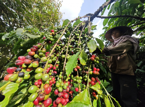 Báo động giá cà phê