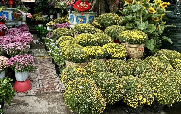 Bất ngờ giá hoa cúc mâm xôi giảm mạnh, vì sao?