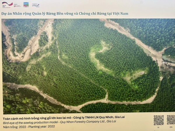 Cú hích cho tương lai rừng gỗ lớn Việt Nam