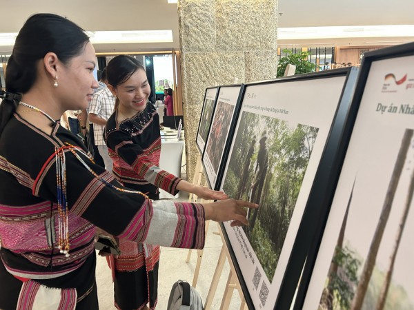Cú hích cho tương lai rừng gỗ lớn Việt Nam