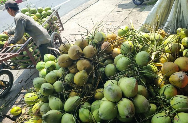 Dừa Dừa