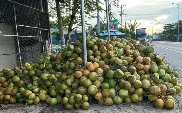 Dừa Dừa