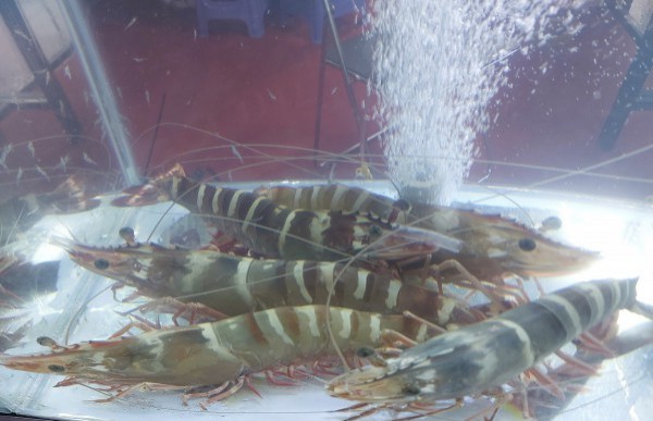 Festival tôm Cà Mau 2026: Chiến lược đưa thương hiệu tôm vươn ra thế giới