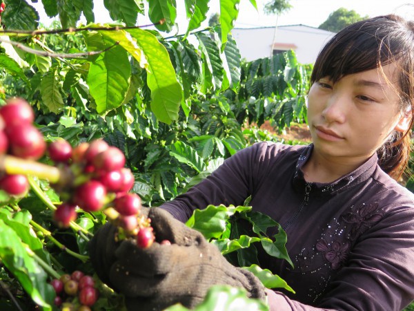 Giá cà phê biến động mạnh, tuần này có giảm tiếp?