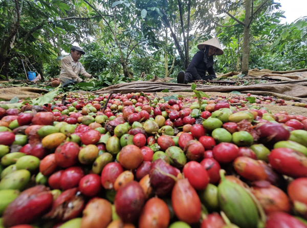 Giá cà phê có lấy lại mốc 100.000 đồng/kg?