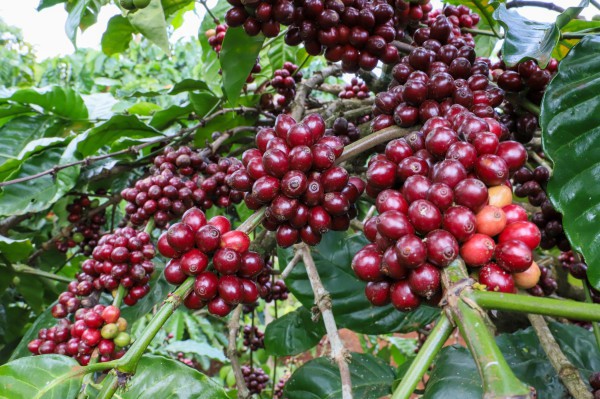 Giá cà phê khởi sắc do nguồn cung từ Brazil giảm