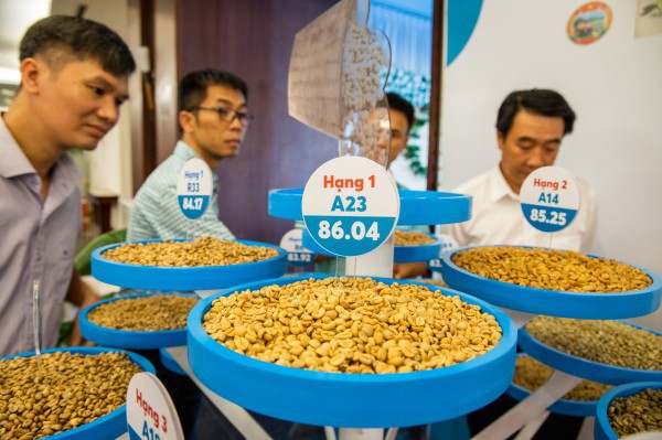 Giá cà phê tăng vùn vụt trước vụ thu hoạch, nông dân phấn khởi