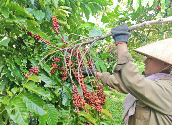 Giá cà phê tiếp tục lao dốc vì lo EUDR tiếp tục hoãn