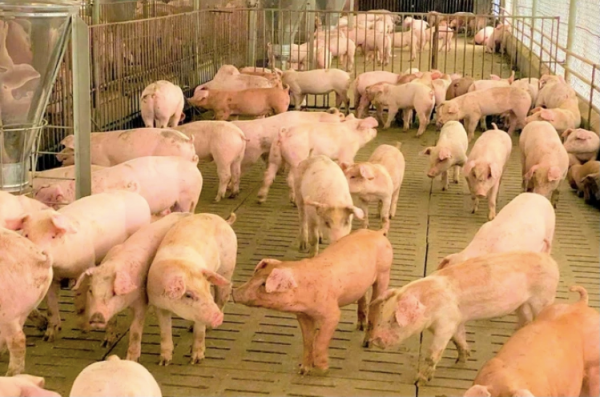 Giá heo hơi hôm nay 10.11.2025: Thấp kỷ lục