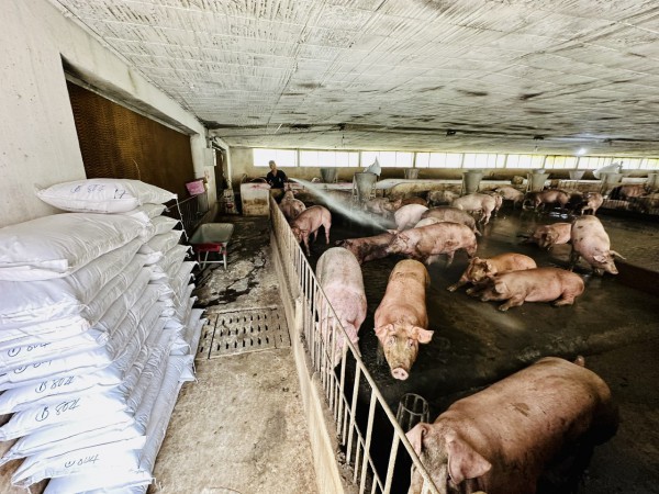 Giá heo hơi hôm nay 11.11.2025: Giảm sâu, người chăn nuôi lỗ nặng