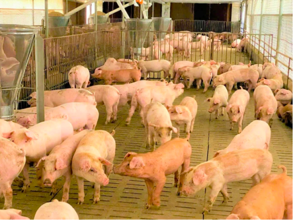 Giá heo hơi hôm nay 1.12.2025: Đồng loạt tăng trên cả 3 miền