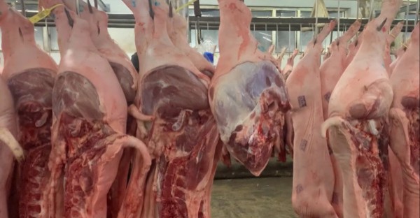 Giá heo hơi hôm nay 14.5.2025: Điều chỉnh tăng nhẹ Giá heo hơi hôm nay 14.5.2025: Điều chỉnh tăng nhẹ