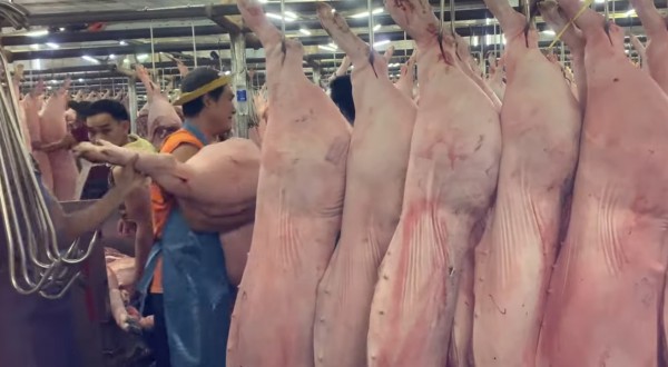 Giá heo hơi hôm nay 18.8.2025: Rớt dưới mốc 60.000 đồng/kg