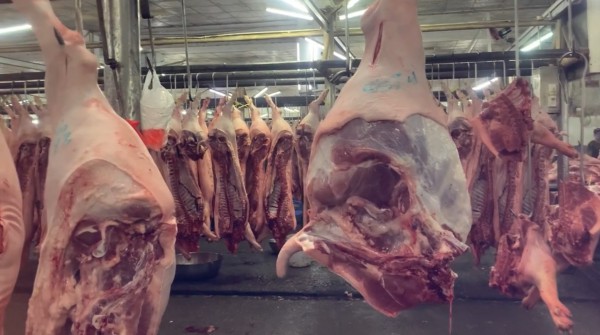 Giá heo hơi hôm nay 19.9.2025: Lùi về mức 57.000 đồng/kg