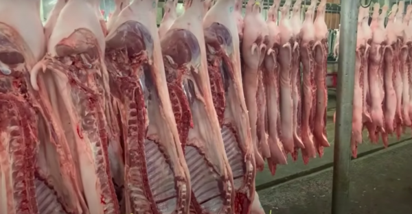 Giá heo hơi hôm nay 28.11.2025: Giữ xu hướng tăng ở miền Trung