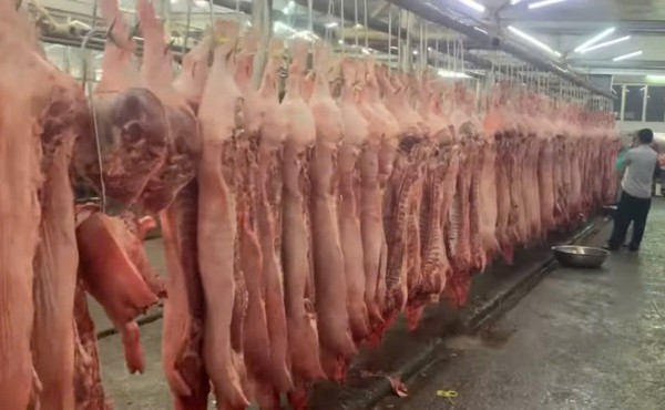 Giá heo hơi hôm nay 29.10.2025: Bất ngờ lao dốc tiếp Giá heo hơi hôm nay 29.10.2025: Bất ngờ lao dốc tiếp