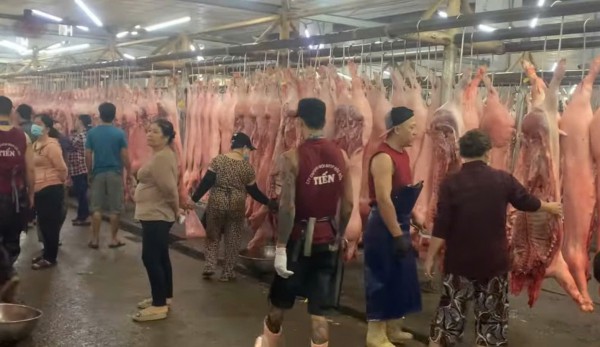 Giá heo hơi hôm nay 29.9.2025: Diễn biến trái chiều