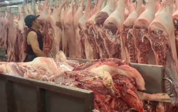 Giá heo hơi hôm nay 30.5.2025: Tăng nhẹ vài nơi Giá heo hơi hôm nay 30.5.2025: Tăng nhẹ vài nơi