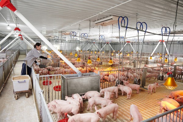 Giá heo hơi hôm nay 31.10.2025: Quay lại vùng giá đáy