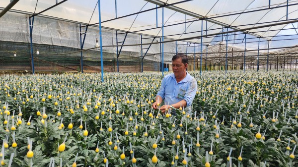 Lâm Đồng tăng tốc sản xuất rau, hoa phục vụ Tết Bính Ngọ 2026