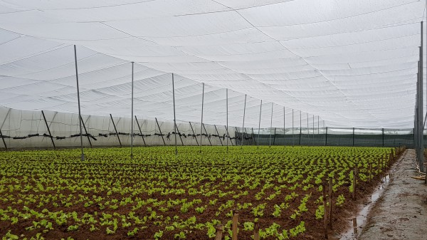 Lâm Đồng tăng tốc sản xuất rau, hoa phục vụ Tết Bính Ngọ 2026