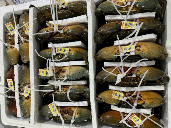 ”Mở trói” để mở rộng thị trường cua Cà Mau