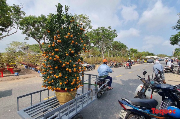 Ngắm nhiều cây cảnh đẹp tại chợ hoa Tết Đà Nẵng