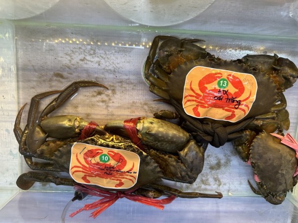 Nới thời gian tìm "vua cua" để xác lập kỷ lục Việt Nam