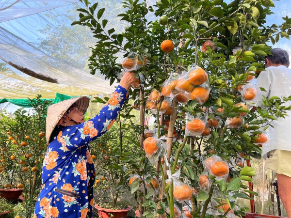 Quýt hồng kiểng Lai Vung rực rỡ chờ khách mua