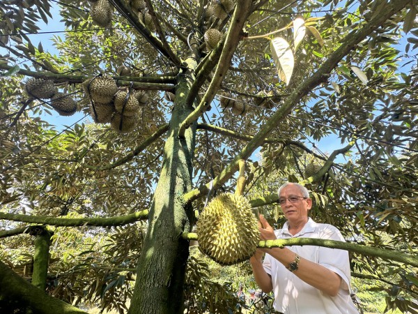 Sầu riêng đẩy kim ngạch rau quả xuất khẩu tăng mạnh