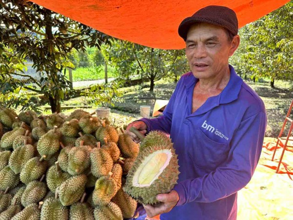 Sầu riêng - loại trái cây tỉ USD đã trở lại