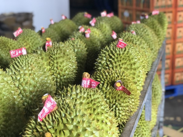 Sầu riêng vẫn Sầu riêng vẫn