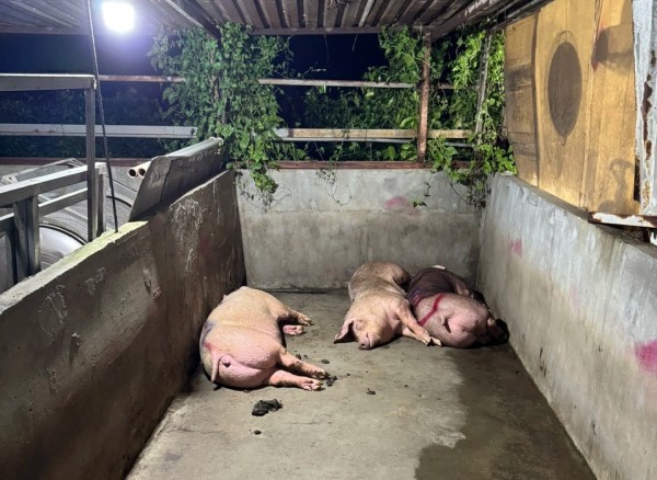 TP.HCM: Ngăn chặn gần 7 tấn thịt 