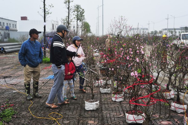 Thị trường cây cảnh ảm đạm dù đã sát Tết, chỉ có nhất chi mai vẫn hút khách chợ quê