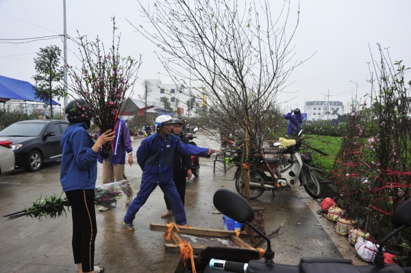 Thị trường cây cảnh ảm đạm dù đã sát Tết, chỉ có nhất chi mai vẫn hút khách chợ quê