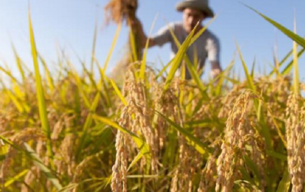 Thời cơ “vàng” cho xuất khẩu gạo Việt Nam