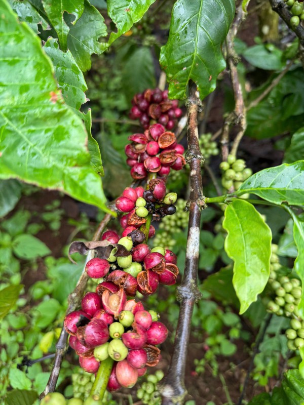 Thuế đối ứng có thể khiến giá cà phê tăng trở lại